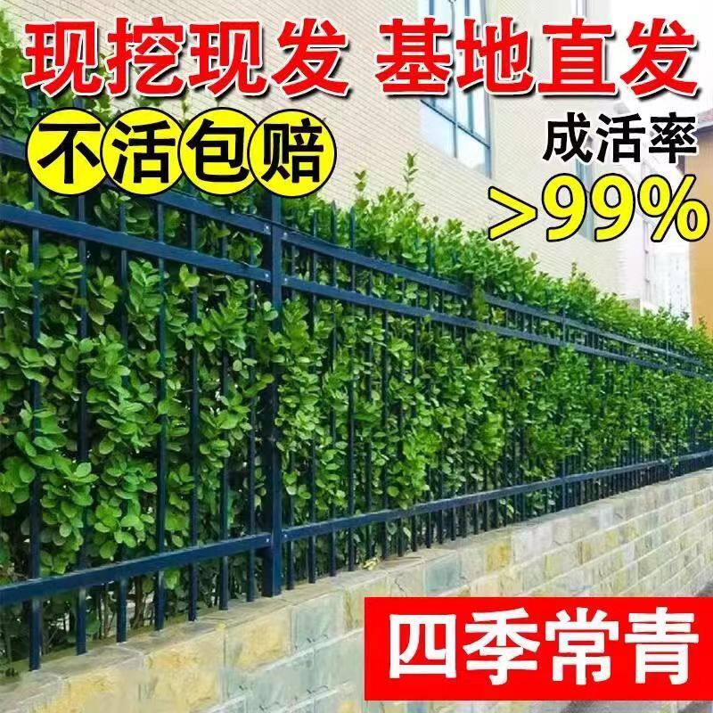 小叶黄杨苗瓜子黄杨苗法国冬青苗冬青苗金边黄杨庭院绿篱树苗