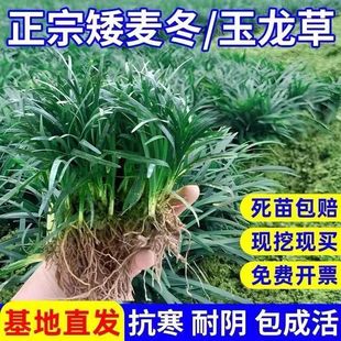 矮麦冬草庭院玉龙草苗耐寒践踏园林绿化苗木草坪植物金边麦冬草