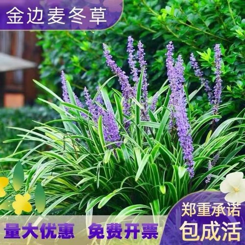 金边麦冬玉龙草阔叶苗庭院绿化四