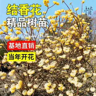 结香花苗丛生结香大苗耐寒浓香花卉植物庭院绿化喜花打结花梦冬花