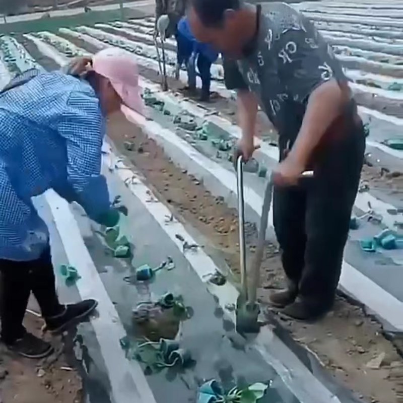 栽苗神器打孔器西瓜苗移栽机种菜工具农用烤烟种菜辣椒玉米移苗器