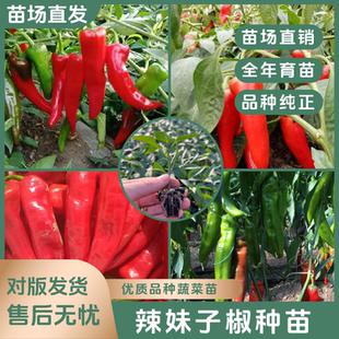 【辣妹子苗】香辣辣妹子苗干鲜青红椒苗阳台庭院种植摘不败