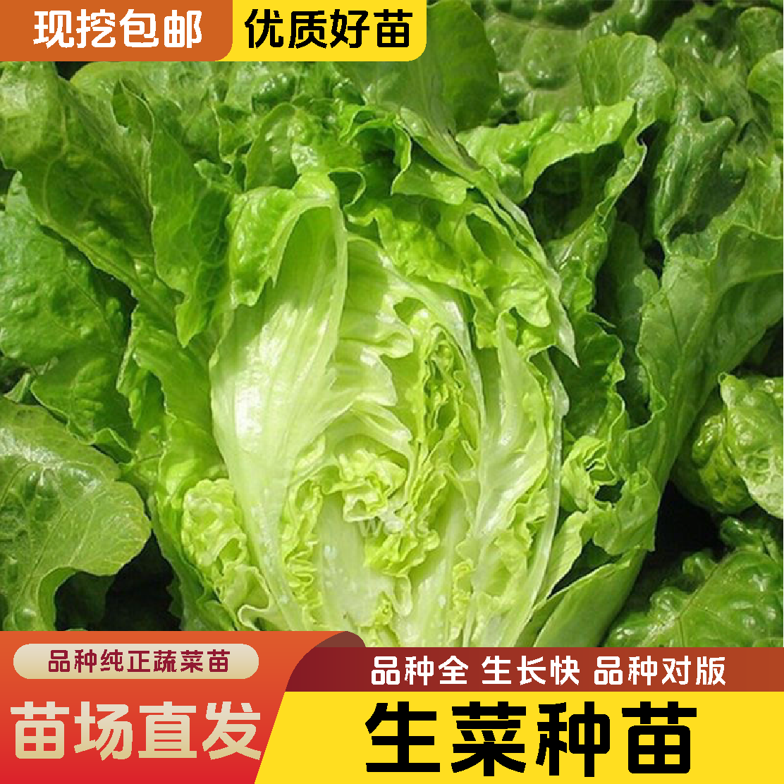 高产速生意大利生菜苗秧四季