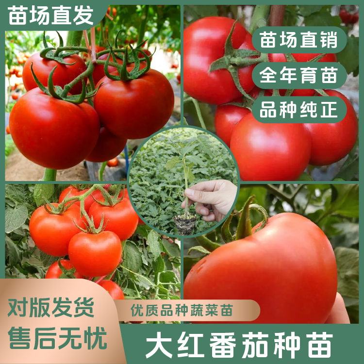 【大红番茄苗】老品种番茄秧苗高产穴盘苗阳台庭院种植易成活