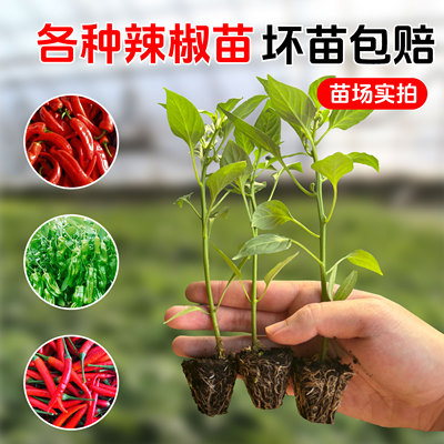 植根穴盘苗多品种优质辣椒种苗