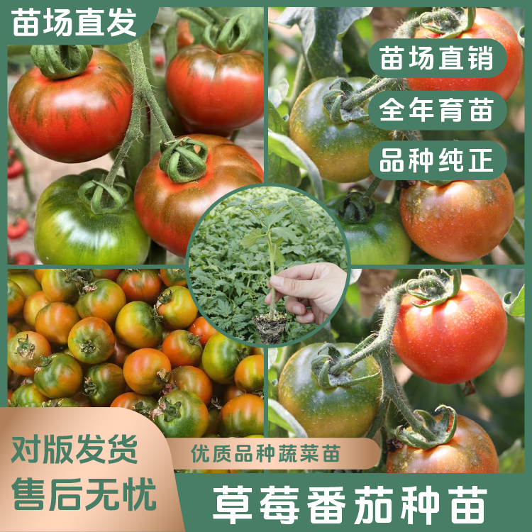 【草莓番茄苗】水果口感西红柿苗绿腚番茄苗阳台庭院种植易成活