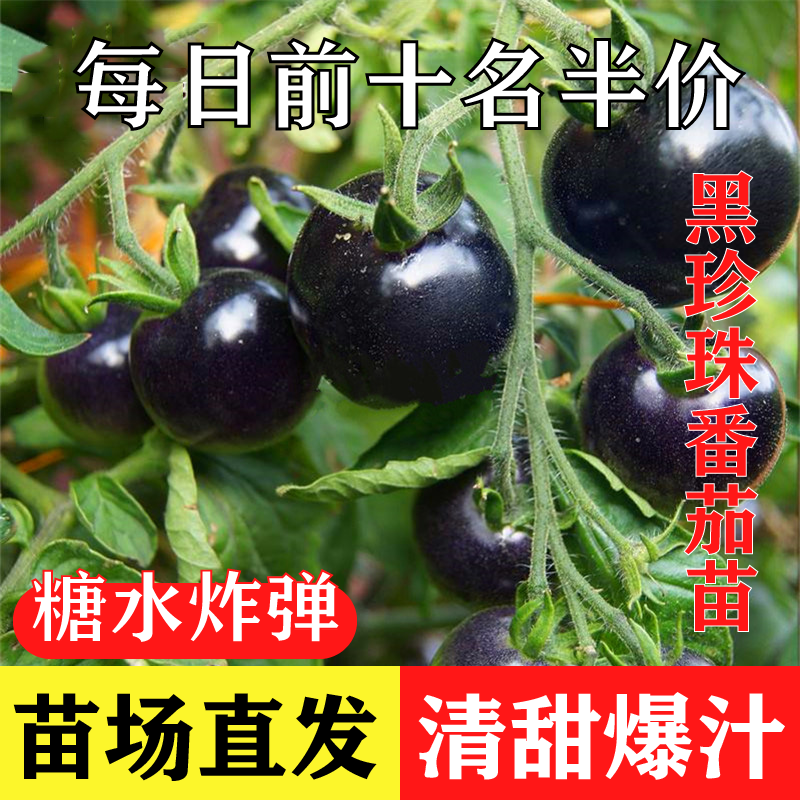 【黑紫番茄苗】四季优质番茄种苗高产穴盘苗阳台庭院种植易成活