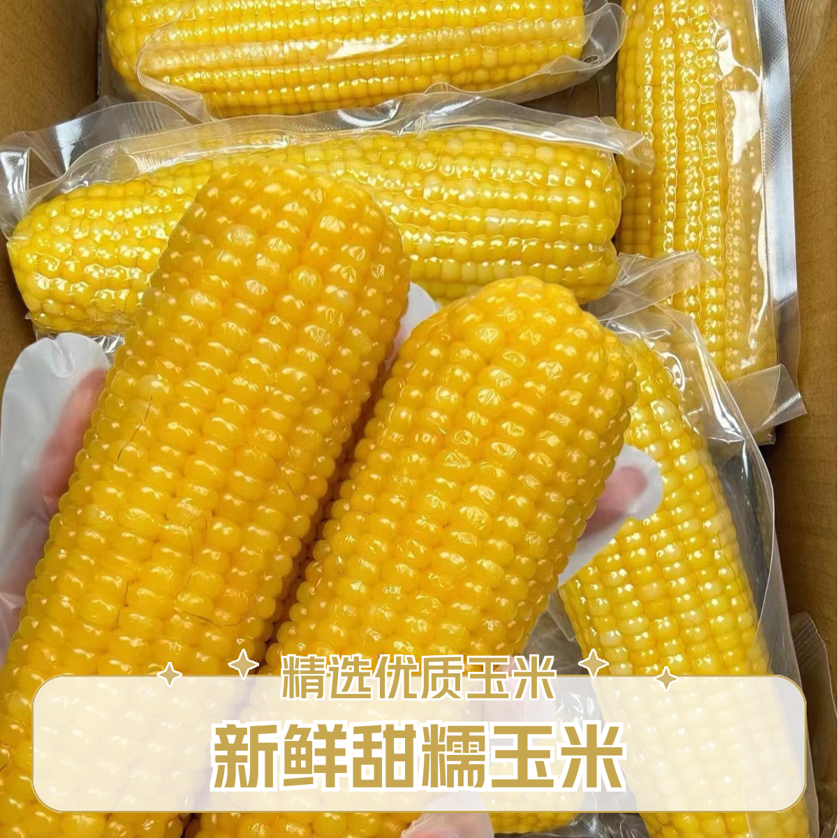 A2025当季大棒东北新玉米黄糯玉米软糯粘糯玉米 黑龙江黏苞米香甜