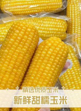 A2025当季大棒东北新玉米黄糯玉米软糯粘糯玉米 黑龙江黏苞米香甜