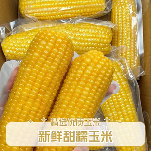 A2025当季大棒东北新玉米黄糯玉米软糯粘糯玉米 黑龙江黏苞米香甜