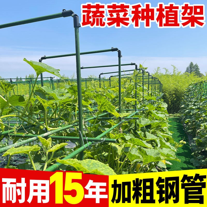 速发爬藤架葡萄黄瓜豆角架种菜花支架庭院园艺花卉植物支撑杆西红