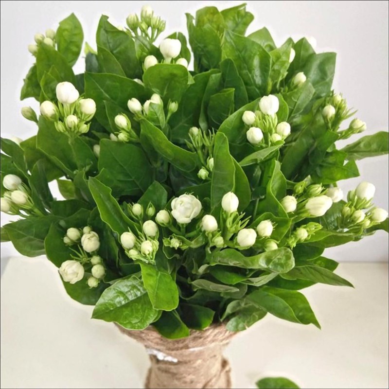 速发茉莉花混搭花束云南直发花期长香味浓办公室家用求婚磊红