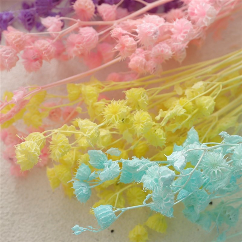 速发等花来蓖麻风花染色干花拍摄道具插花瓶材料包永生花配材