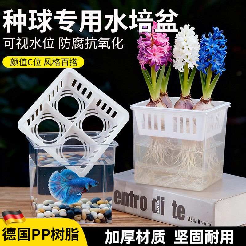 速发德国水培花盆器皿郁金香花瓶专用盆葡萄风信子水培瓶大水仙花