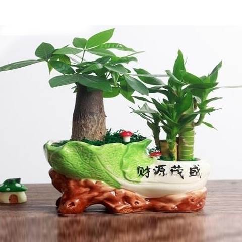 速发发财树盆栽小植盆卉富贵竹荷花竹植物花栽办公室内桌面植物绿