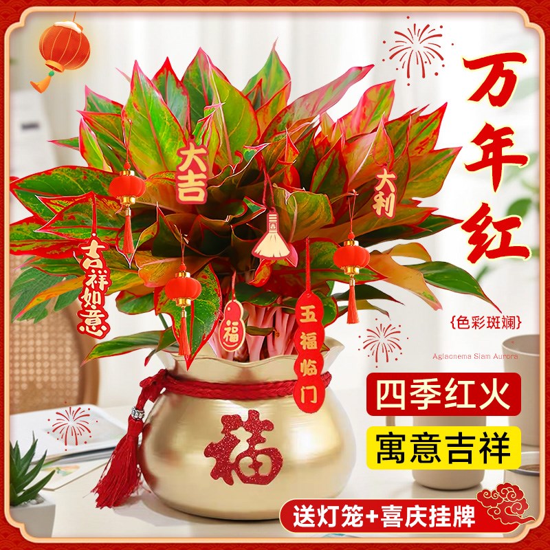 速发年红盆栽大盆精品红如意年后中国季绿植室内四红好养皇宵花