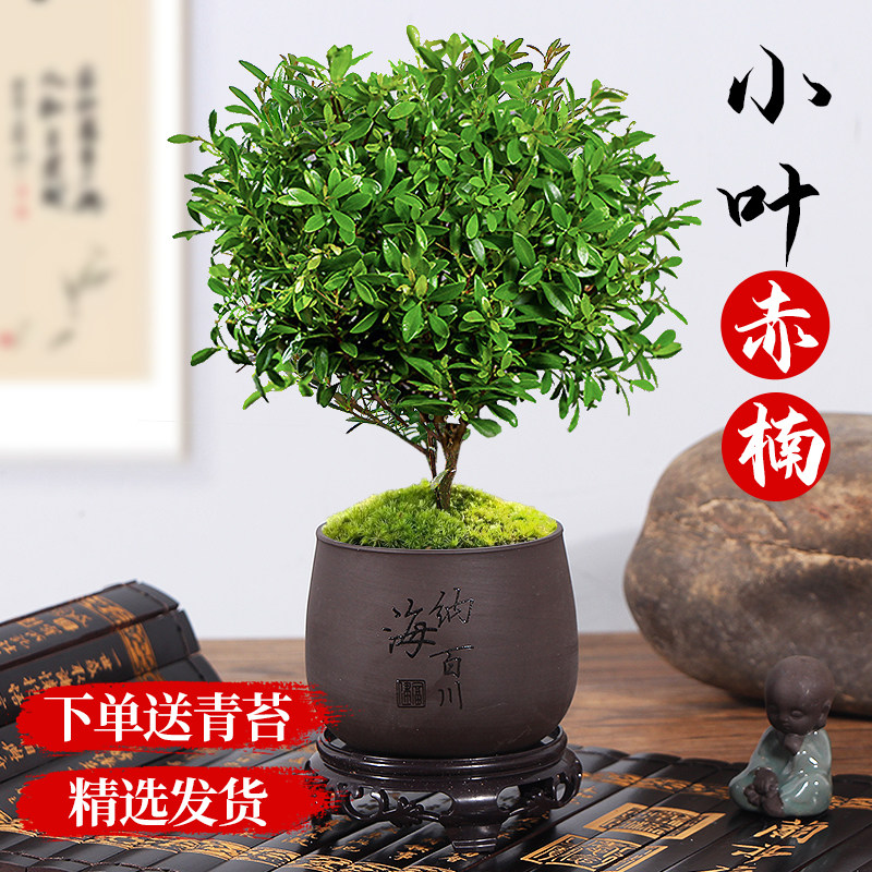 速发楠叶赤小老桩苗紫檀微景办水培观公室四季好养金丝楠木绿植