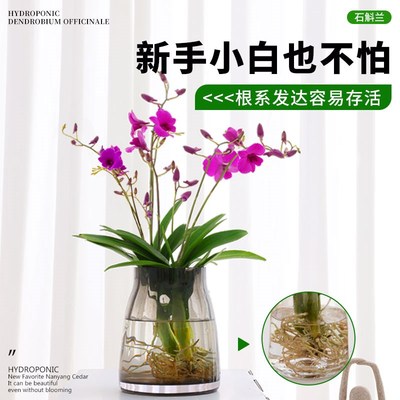石斛兰水培植物泼墨粉黛室内办公室桌面盆栽绿植七彩秋石斛兰