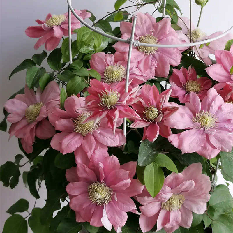 瓣四季j大植物盆栽重爬苗大藤本铁线莲户外