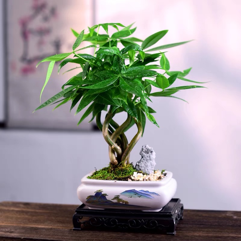 桌面绿植发财树四季好养活