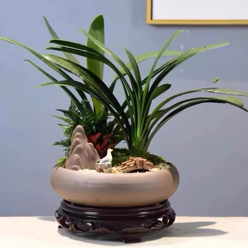 君子兰盆栽客厅办公室内花卉绿植