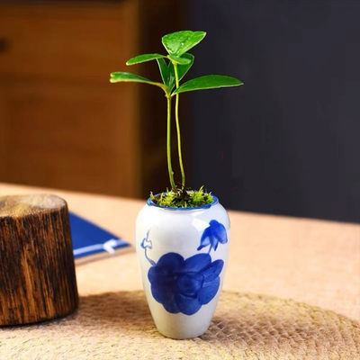 墨西哥铁树盆栽四叶草绿植