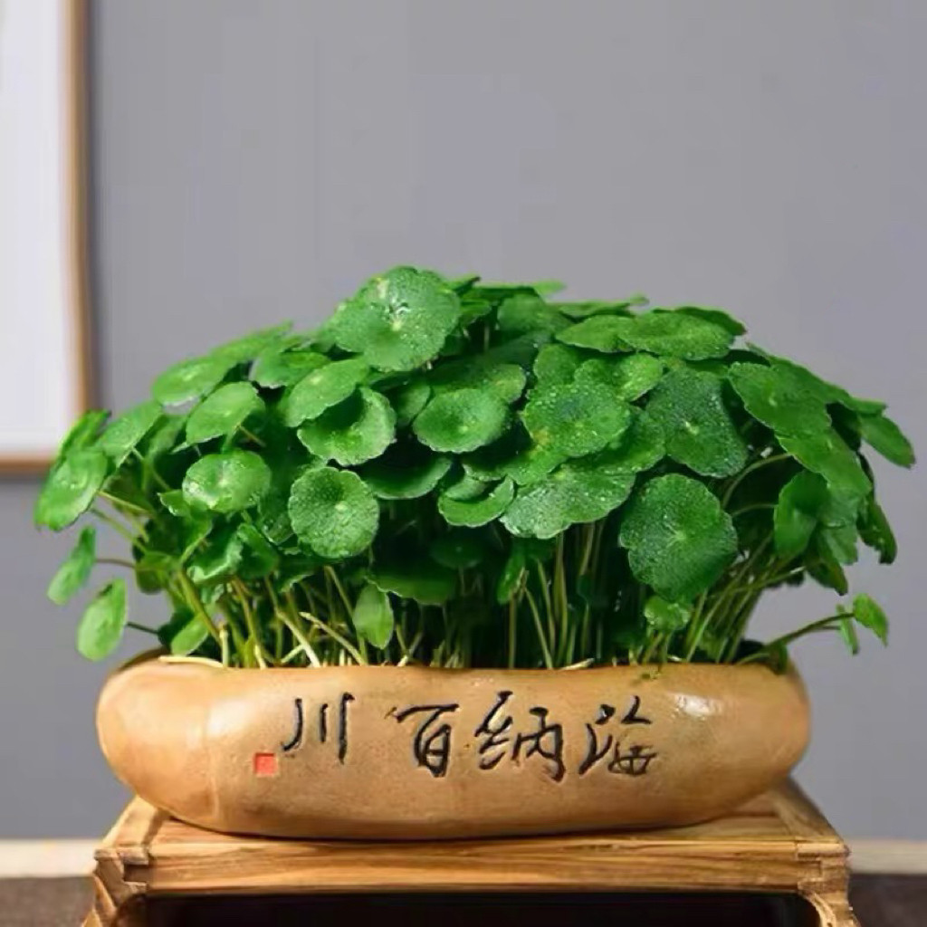 铜钱草水培植物创意四季好养