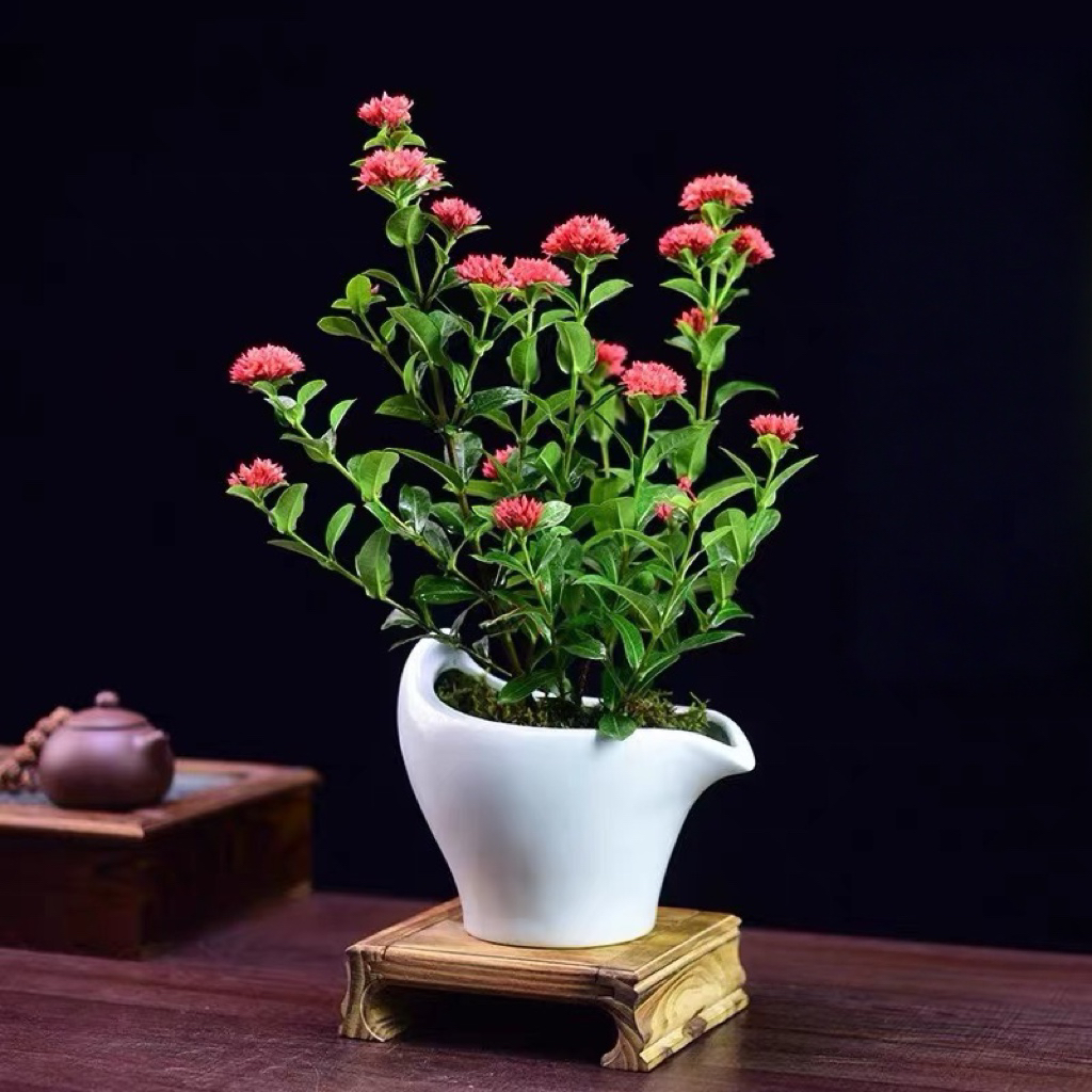 带花苞龙船花阳台庭院