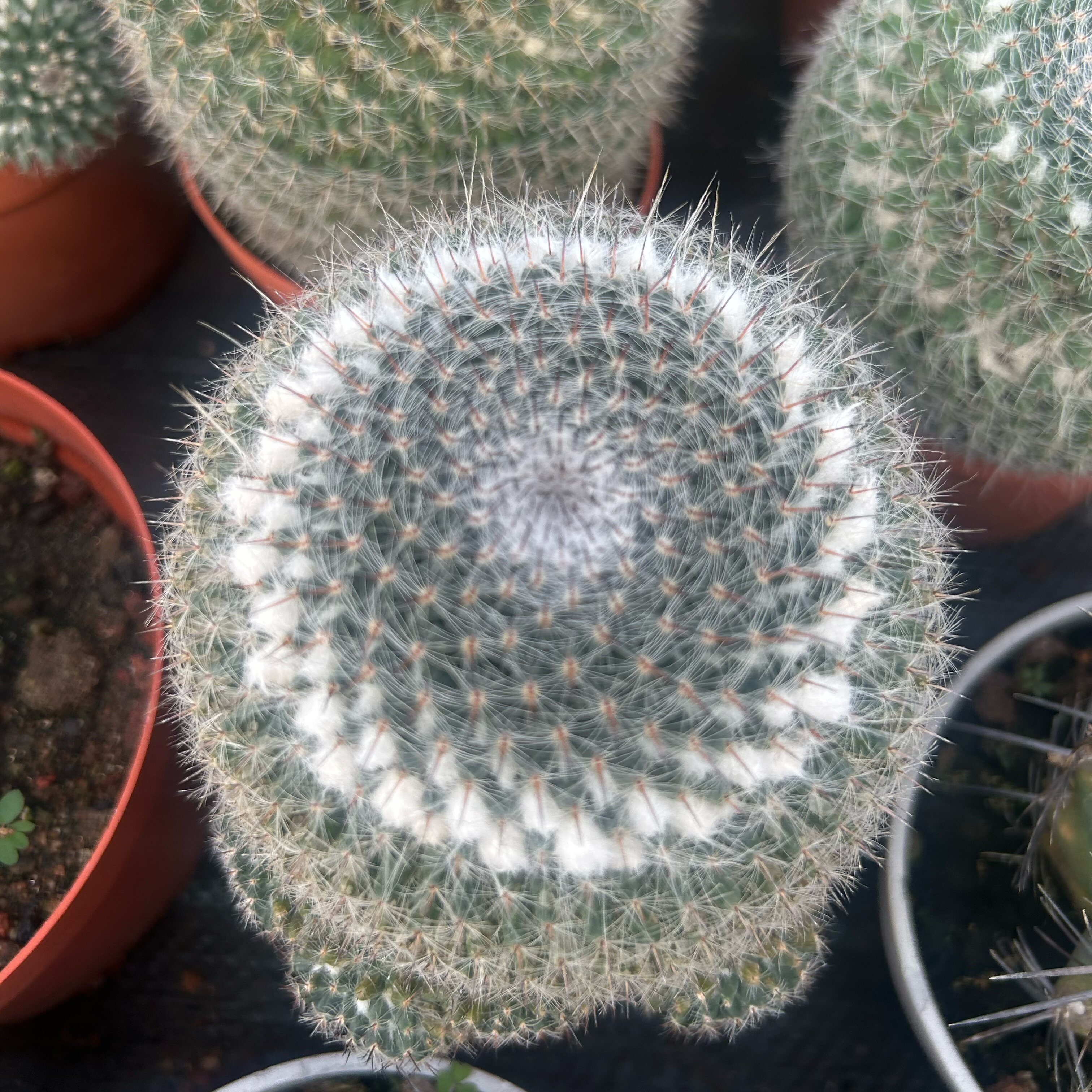 大玉翁仙人球开花室内盆栽办公桌电脑防绿植阳台小植物仙人掌多肉