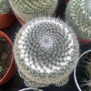 大玉翁仙人球开花室内盆栽办公桌电脑防绿植阳台小植物仙人掌多肉