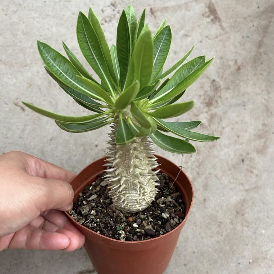 巴西女王黄色大花棒槌属 象牙玉办公室宿舍超萌盆栽