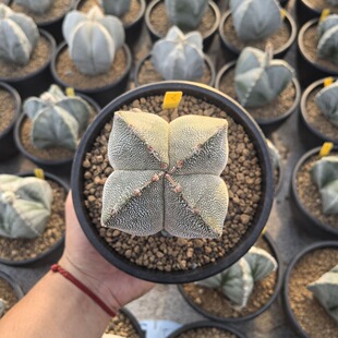 实生恩冢鸾凤玉仙人球多肉植物室内阳台盆栽绿植花卉