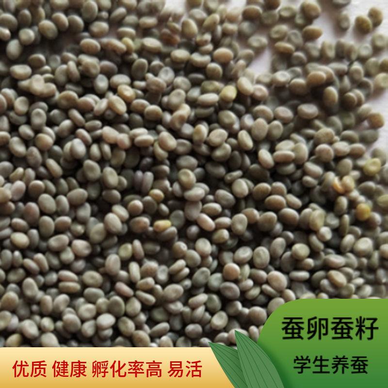 蚕卵蚕宝宝金丝蚕宝宝卵套餐蚕种幼虫新鲜桑叶学生版三年级蚕套装