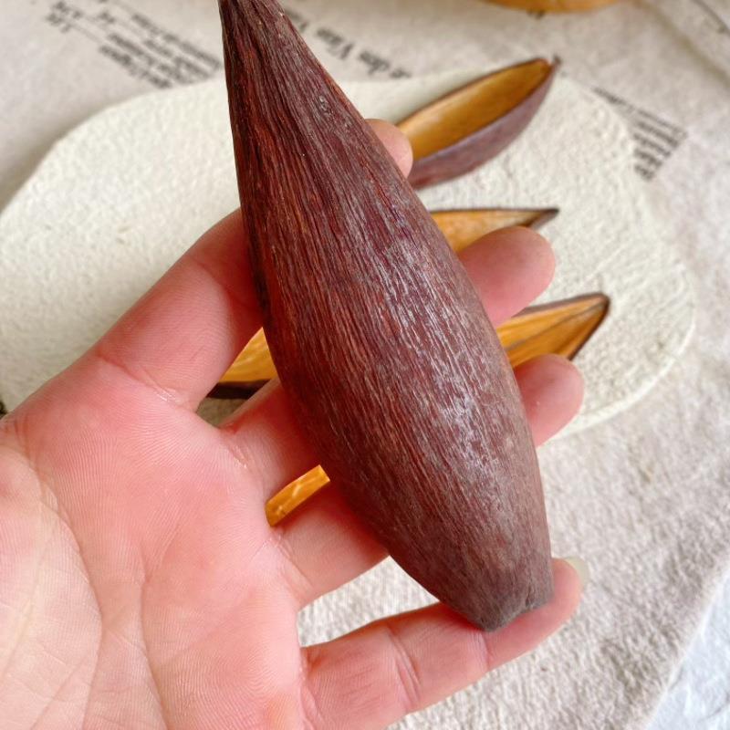 【双面金壳】巴西进口果壳手工diy材料天然南美造景标本干花干果