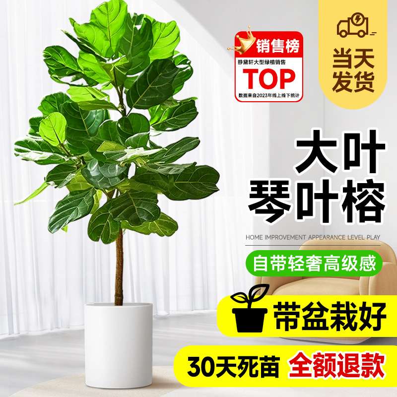 琴叶榕绿植室内大型盆栽客厅办公室大叶植物吸甲醛好养活四季花卉
