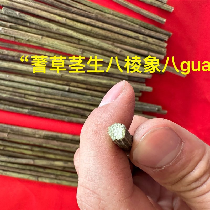 羑里蓍草文王蓍草周易w筹策易经筹策工具易经文化用品