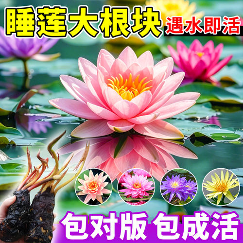 睡莲水培植物带花苞多季开花池塘