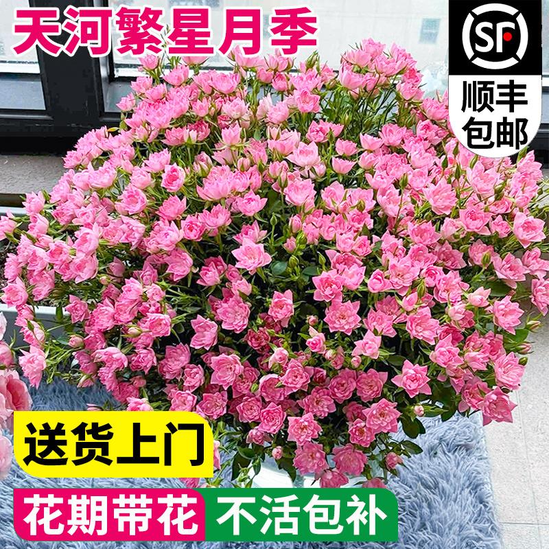 天荷繁星微型月季花苗多头灌木玫瑰蔷薇室内阳台四季花卉盆栽好养