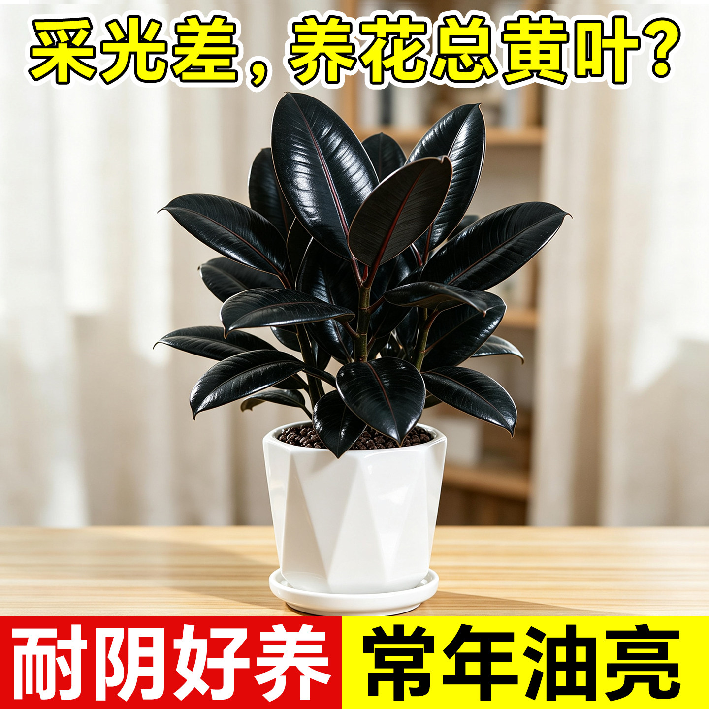 黑金刚橡皮树小盆栽植物大叶小苗四季好养花卉室内办公室桌面绿植图片