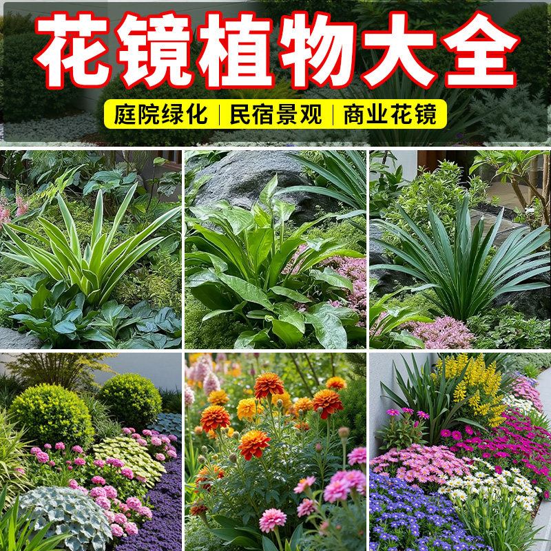 花镜植物搭配组合盆栽玉簪花龙舌兰室外庭院绿化美人蕉花卉多年生