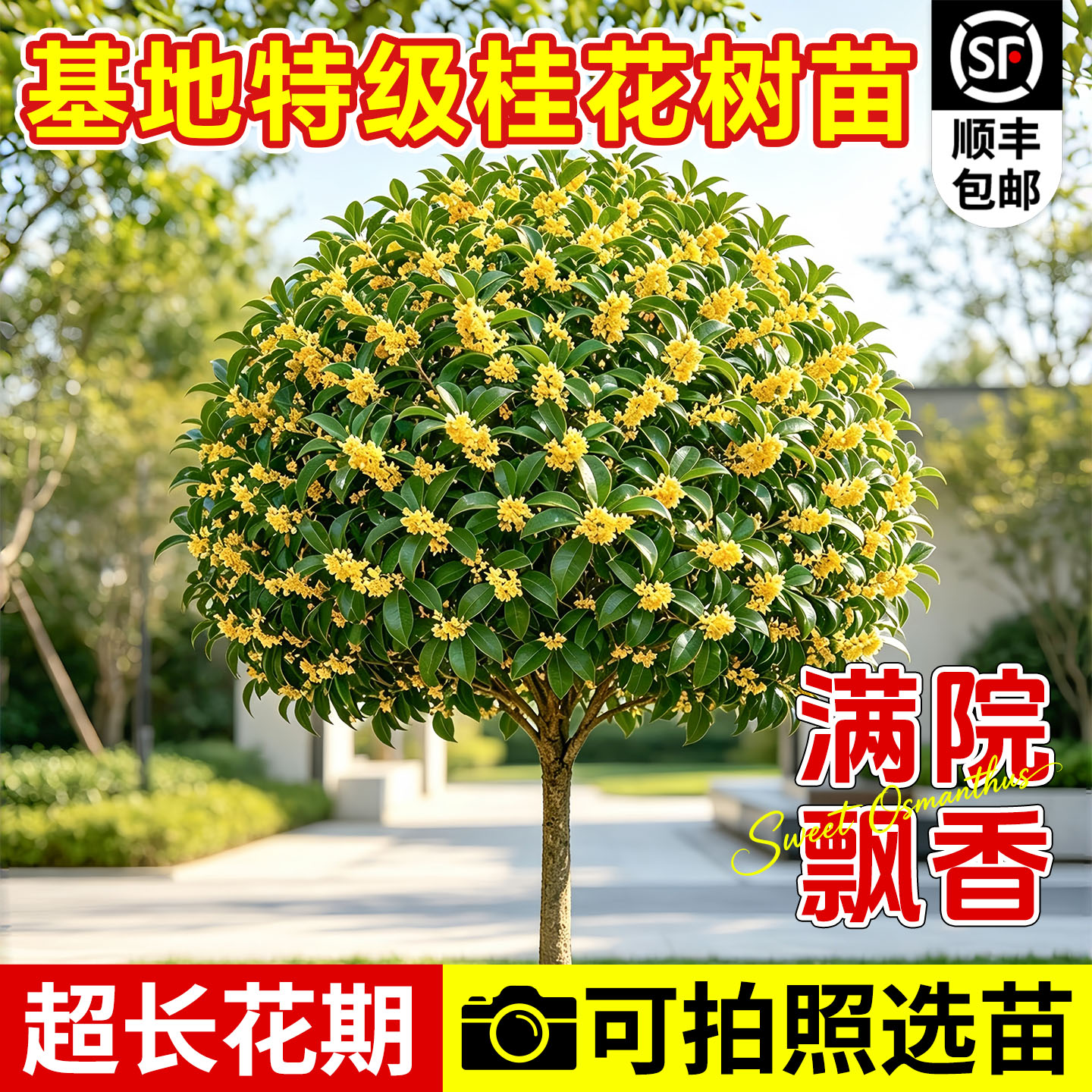 桂花树苗大树四季桂老桩庭院金桂八月桂室外种植别墅地栽花卉绿植