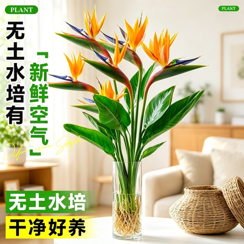 天堂鸟水培绿植室内外好养盆栽