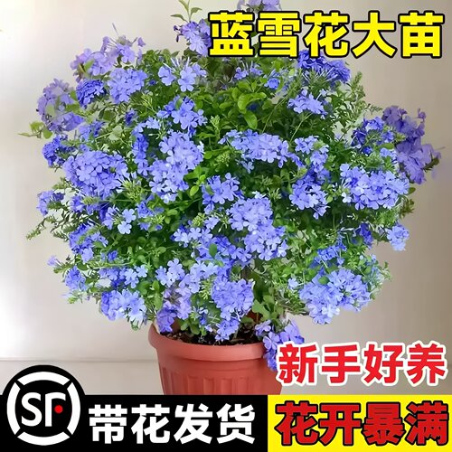 蓝雪花大苗盆栽地栽鲜花卉室内