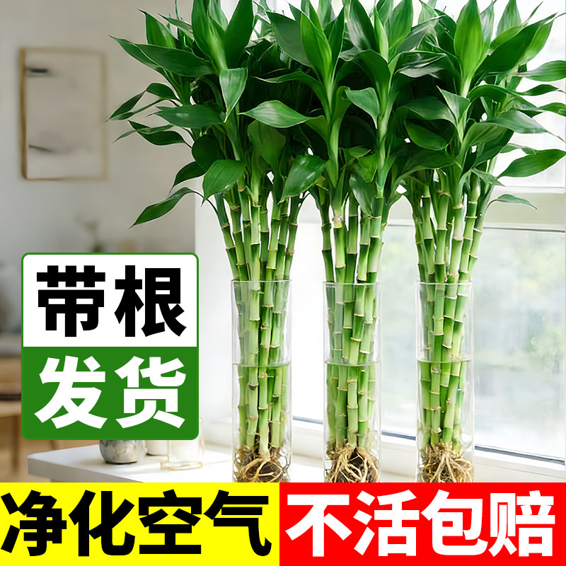 富贵竹水培植物绿室内盆栽图片