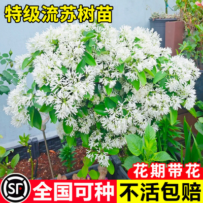 流苏树苗四月雪盆栽嫁接桂花树庭院浓香型梦幻流苏花油根子风景树