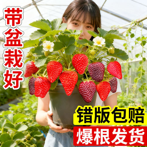 草莓苗四季结果盆栽奶油草莓苗