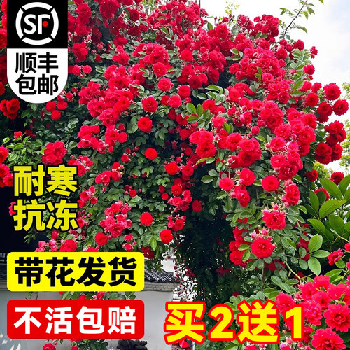 红木香花苗爬藤植物庭院