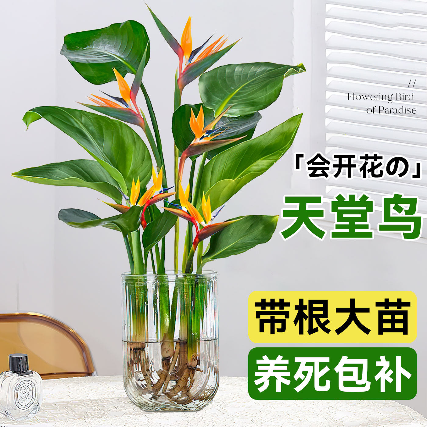 水培天堂鸟植物室内好养小型懒人办公室桌面绿植花卉鹤望兰盆栽图片