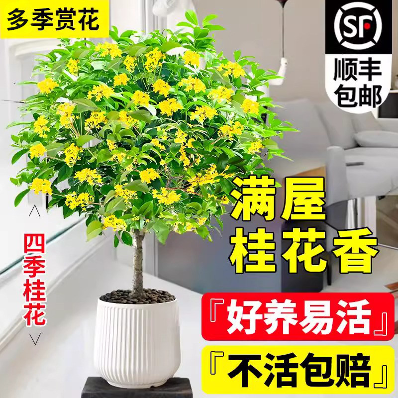 桂花树苗四季桂花盆栽可食用图片