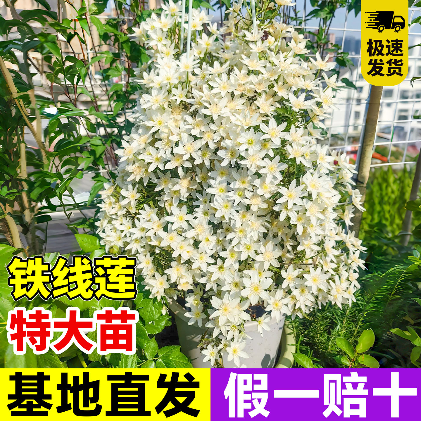 铁线莲银币特大苗带花苞倒影爬藤植物庭院耐寒花卉盆栽室内外阳台